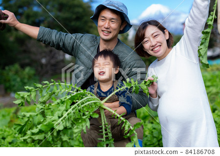 家庭土豆挖掘，紅薯田收穫 84186708