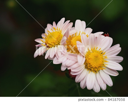Kikumi的花 Kikumi的花 84187038