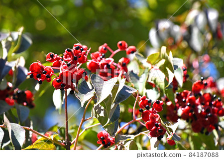 Gonzui fruit and seeds Gonzui fruit and seeds 84187088