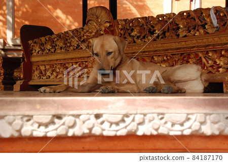 Lying dog (Ubud Royal Palace / Bali / Indonesia) Lying dog (Ubud Royal Palace / Bali / Indonesia) 84187170