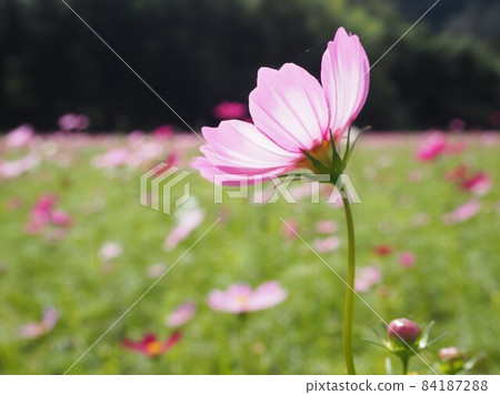 Pretty cosmos Pretty cosmos 84187288