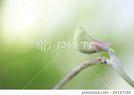 Young Yardlong bean close up 84187588