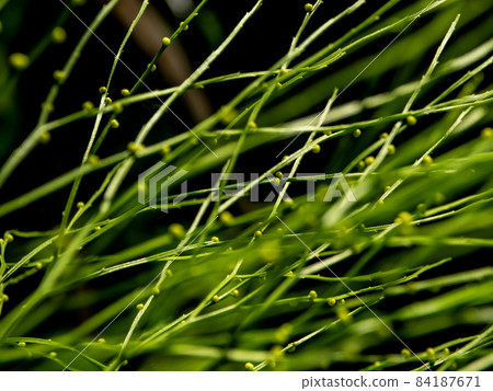 Sporangia on the of Psilotum nudum on aerial stems arising from horizontal rhizomes 84187671