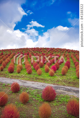 Lake Biwa Hakodateyama, a wonderful view, Kokia Lake Biwa Hakodateyama, a wonderful view, Kokia 84188322