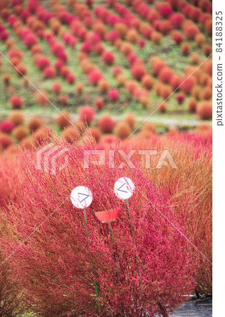 琵琶湖函館山，絕景，Kokia 84188325