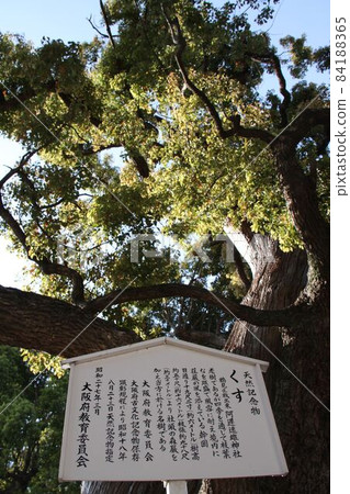 Large camphor tree (natural monument) at Achihayao Shrine in Tsurumi-ku, Osaka 84188365