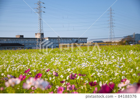 Nodacho Cosmos Field 和 Gachacon 2021，滋賀縣最大的場地之一 84188376