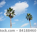 藍天和棕櫚樹 84188460
