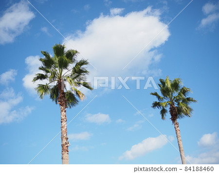 Blue sky and palm tree Blue sky and palm tree 84188460