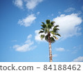 藍天和棕櫚樹 84188462