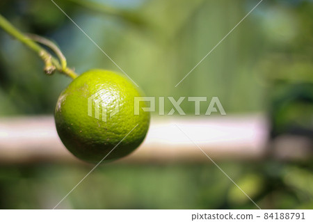Lemons in the garden where farmers wait to harvest Lemons in the garden where farmers wait to harvest 84188791