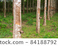 Farming Rubber tree tapping harvest  season collect milky rubber latex 84188792