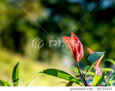 Japanese photinia shining in the clear autumn 84188833