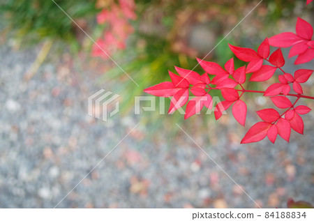 Red leaves from southern skies 84188834