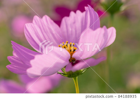 關渡,花海,花朵,秋天,稻田,休耕 84188935