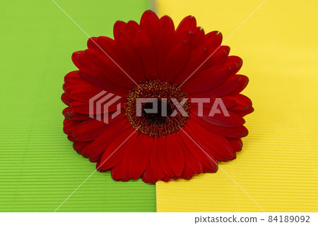Red jameson gerbera flower on yellow and green background 84189092