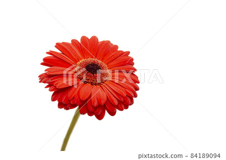Red jameson gerbera flower isolated 84189094