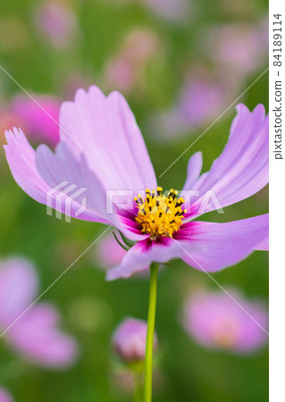 關渡,花海,花朵,秋天,稻田,休耕 84189114