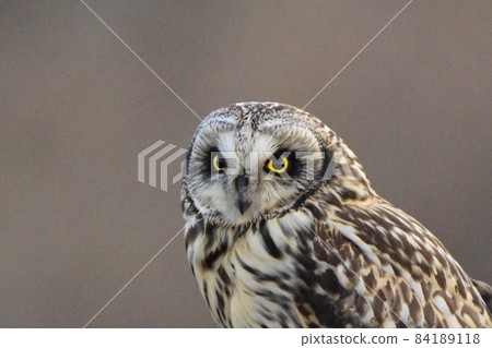 Mizuku's face up Mizuku's face up 84189118