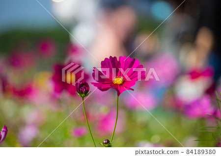 Guandu, sea of flowers, flowers, autumn, rice fields, cosmos 84189380