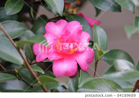 Pink Theaceae flower Sasanqua 84189689