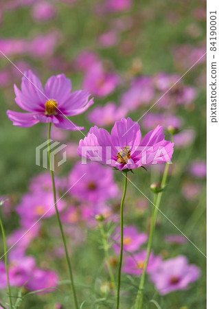 關渡,花海,花朵,秋天,稻田,波斯菊 關渡,花海,花朵,秋天,稻田,波斯菊 84190001