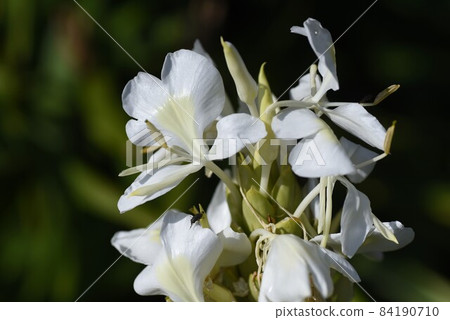 Ginger lily flowers and fruits 84190710