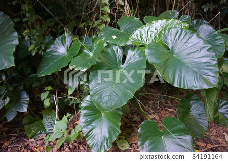 Miyakojima, Okinawa Prefecture Alocasia group Miyakojima, Okinawa Prefecture Alocasia group 84191164