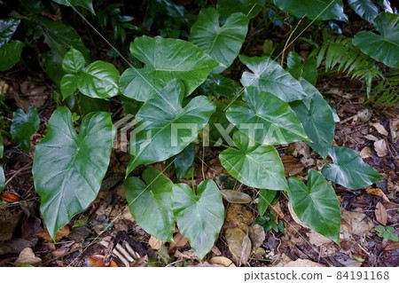 Miyakojima, Okinawa Prefecture Alocasia group Miyakojima, Okinawa Prefecture Alocasia group 84191168
