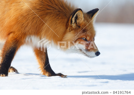 Closeup portraits of a fox walking on a snow-covered tundra 84191764