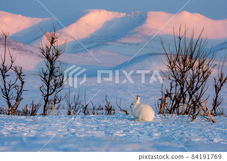 Winter landscape with a white hare in the tundra against the mountains. 84191769