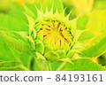 向日葵芽 84193161