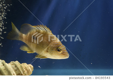 Nami Snapper wave whistle snapper blubber lip snapper Snapper Star snapper Nami Snapper wave whistle snapper blubber lip snapper Snapper Star snapper 84193543