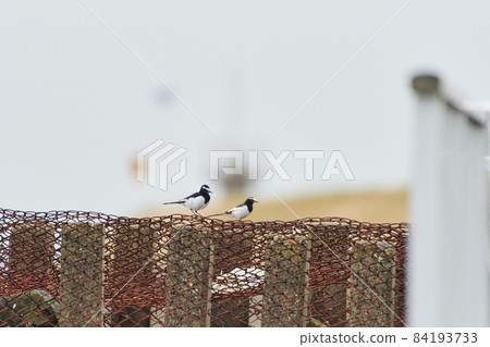 Kitaura Wild Bird Autumn 84193733