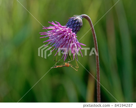 Cirium sieboldii 和探花昆蟲 Cirium sieboldii 和探花昆蟲 84194287
