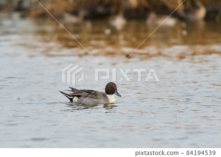 Kitaura Wild Bird Autumn 84194539