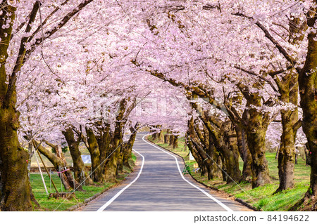 Akagi South side Senbon-zakura Akagi South side Senbon-zakura 84194622