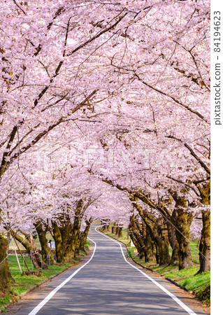 Akagi South side Senbon-zakura 84194623