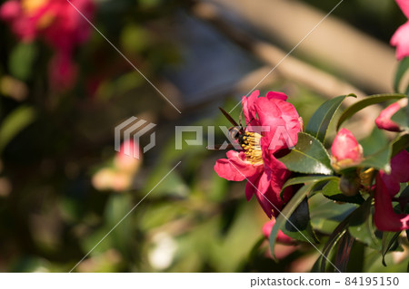 Tea flowers (Sasanqua) and bees 84195150
