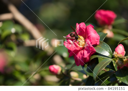 茶花(Sasanqua)和蜜蜂 茶花(Sasanqua)和蜜蜂 84195151
