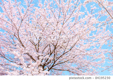 Cherry tree in full bloom  84195230