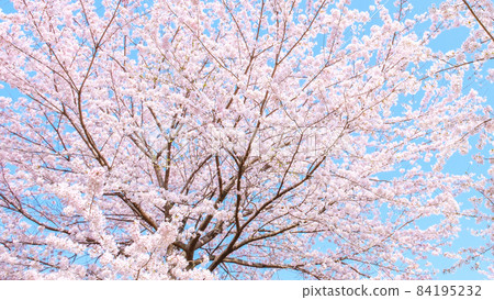 櫻花盛開 84195232
