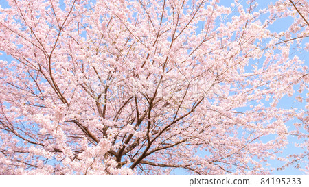 櫻花盛開 84195233