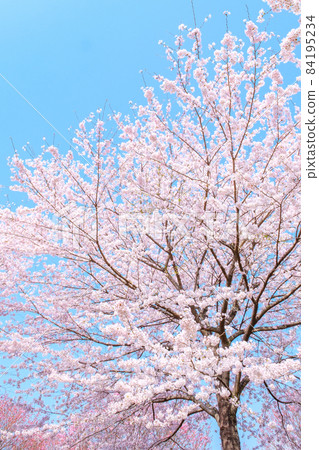 櫻花盛開 櫻花盛開 84195234
