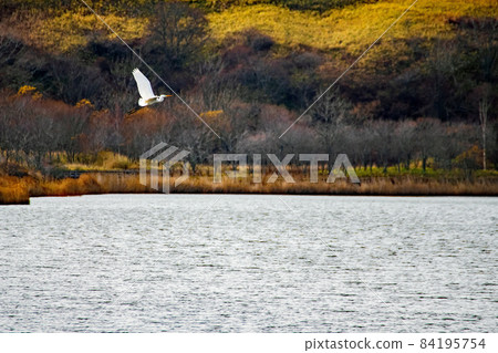 Harutori Lake 5 where egrets have arrived Harutori Lake 5 where egrets have arrived 84195754