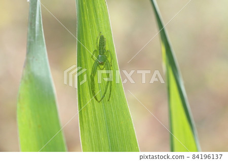 Creature spider Oxytate striatus, grass in late autumn. Adults can be seen when they are young and overwinter. Creature spider Oxytate striatus, grass in late autumn. Adults can be seen when they are young and overwinter. 84196137