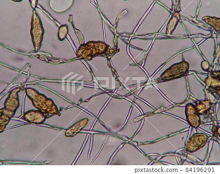 Susukabi on fruit 84196291