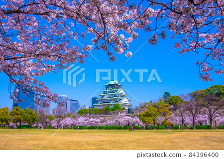 大阪城西之丸庭園和櫻花 84196400