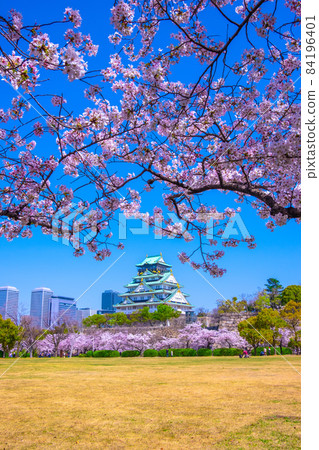 大阪城西之丸庭園和櫻花 84196401