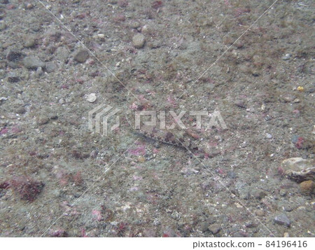 一種模仿水底環境的魚 一種模仿水底環境的魚 84196416